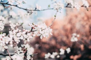 Mehr über den Artikel erfahren Einzigartige Fotoideen für Frühlingsfotos: Kreative Inspiration für Ihre Frühlingsaufnahmen